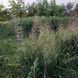 Полевичка видна 0132 фото 5