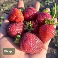 Суниця садова НСД Віваро 0134 фото