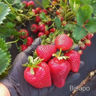 Суниця садова НСД Віваро 0134 фото
