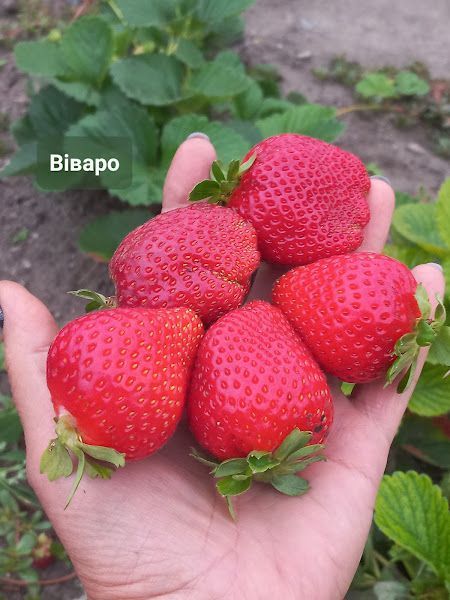 Суниця садова НСД Віваро 0134 фото