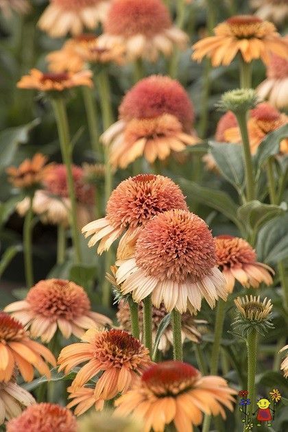 Ехінацея Supreme Cantaloupe 0140 фото