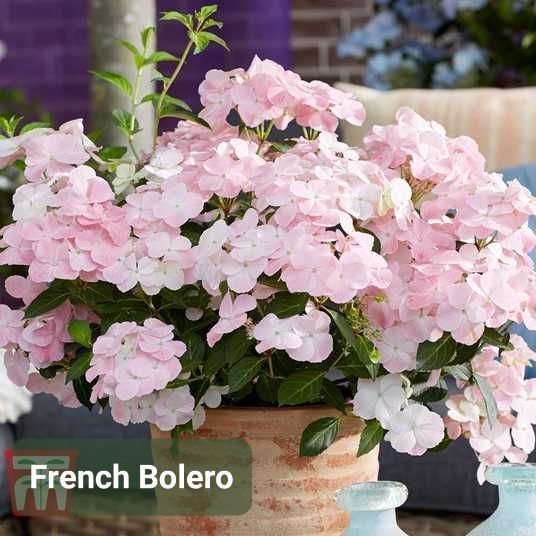 Гортензія широколиста French Bolero 0163 фото