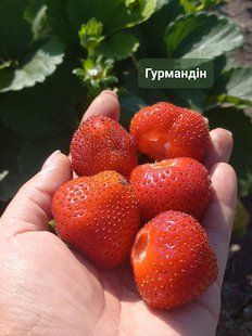 Суниця садова НСД Гурмандін 0072 фото